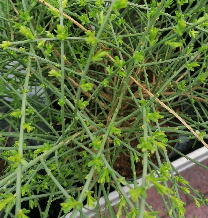 Genista spartioides leaf