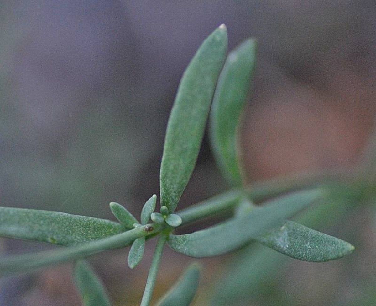 Linaria propinqua leaf