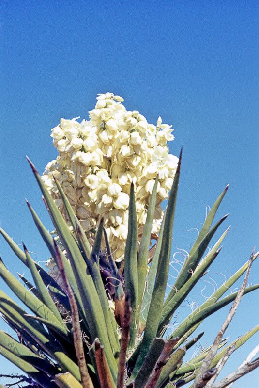 Yucca schidigera — search result for 'Yucca'