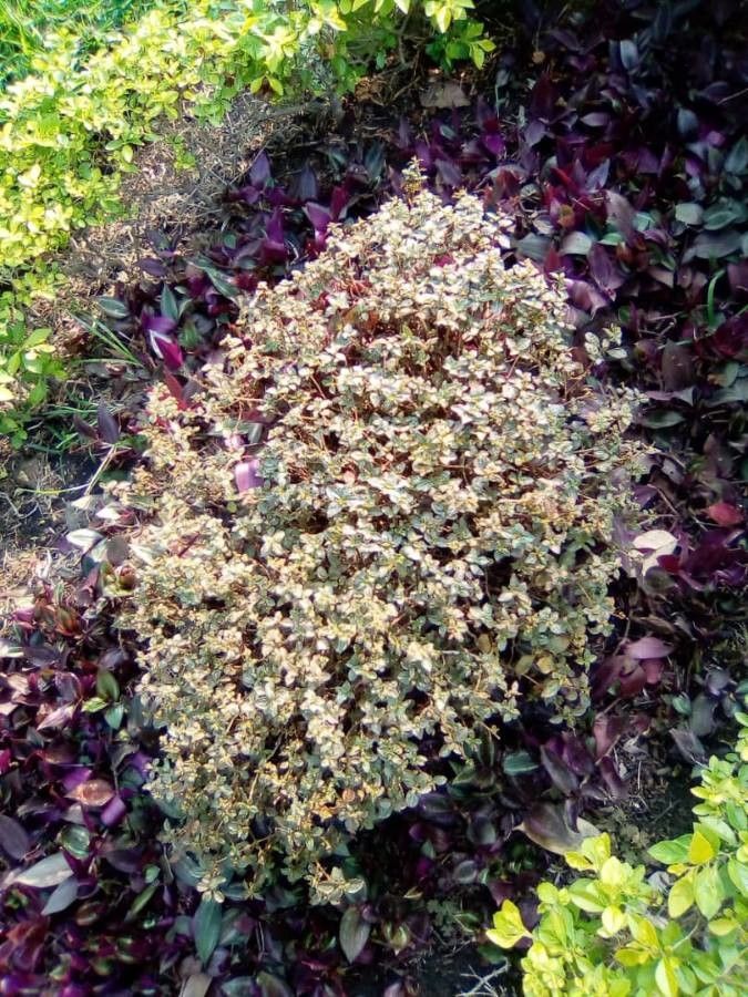 Tidestromia lanuginosa flower