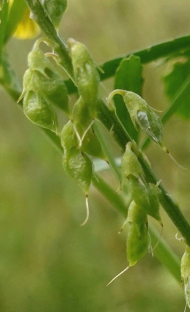Trigonella officinalis fruit
