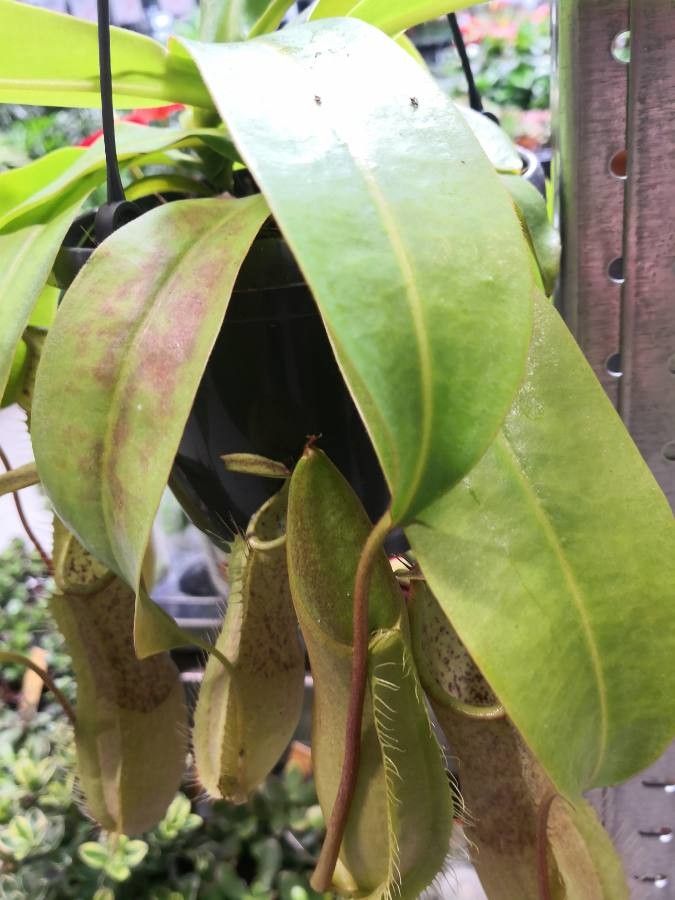 Nepenthes truncata leaf