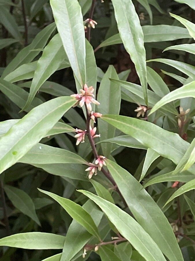 Sarcococca orientalis — related species from the same genus