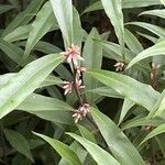 Sarcococca orientalis
