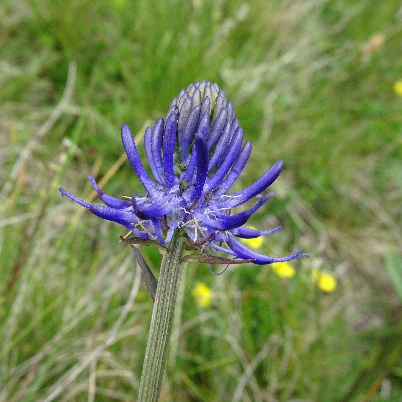 Phyteuma gallicum flower