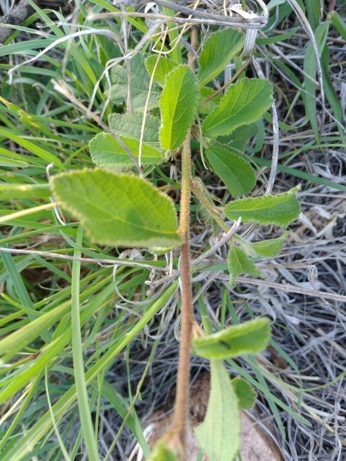 Grewia tembensis leaf