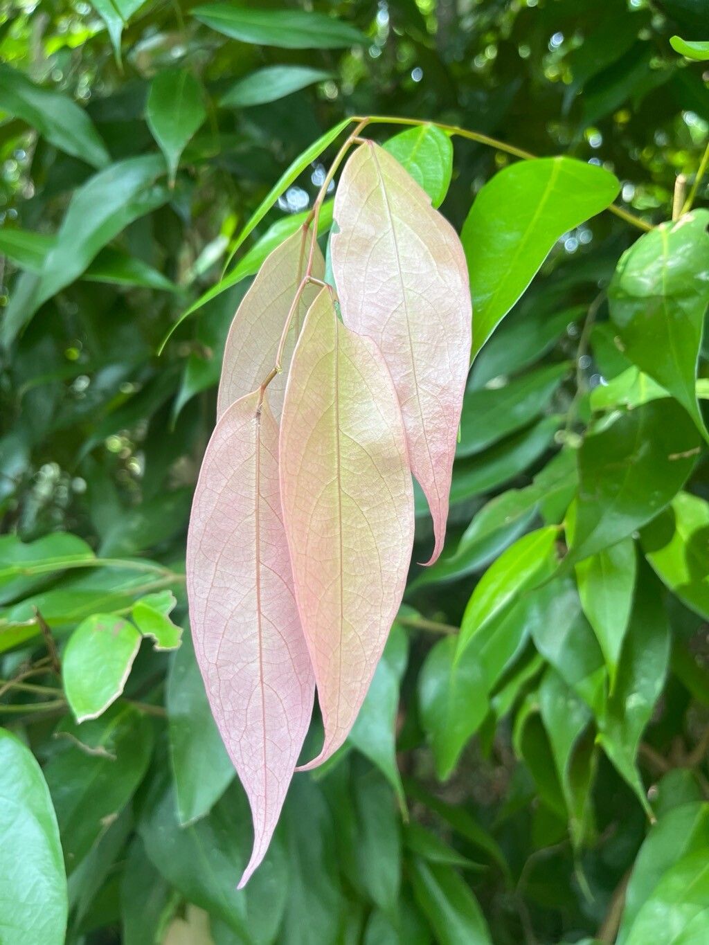 Cleistanthus sumatranus — houseplant care guide