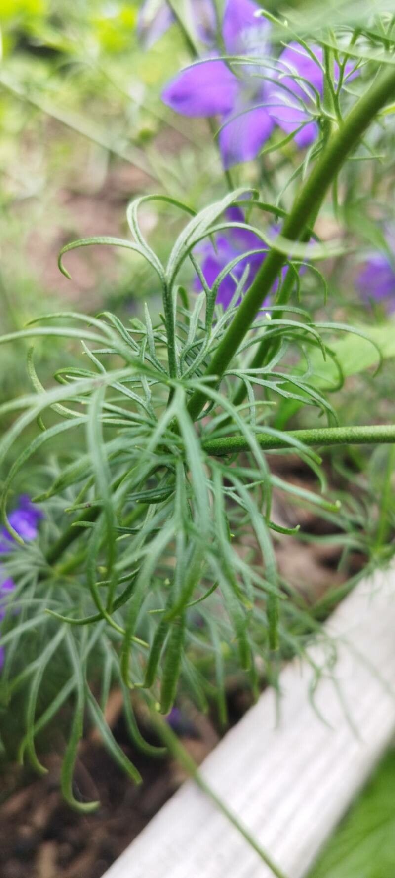 Delphinium orientale — search result for 'Delphinium'