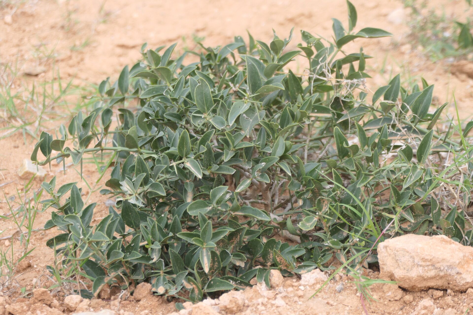 Azima tetracantha habit