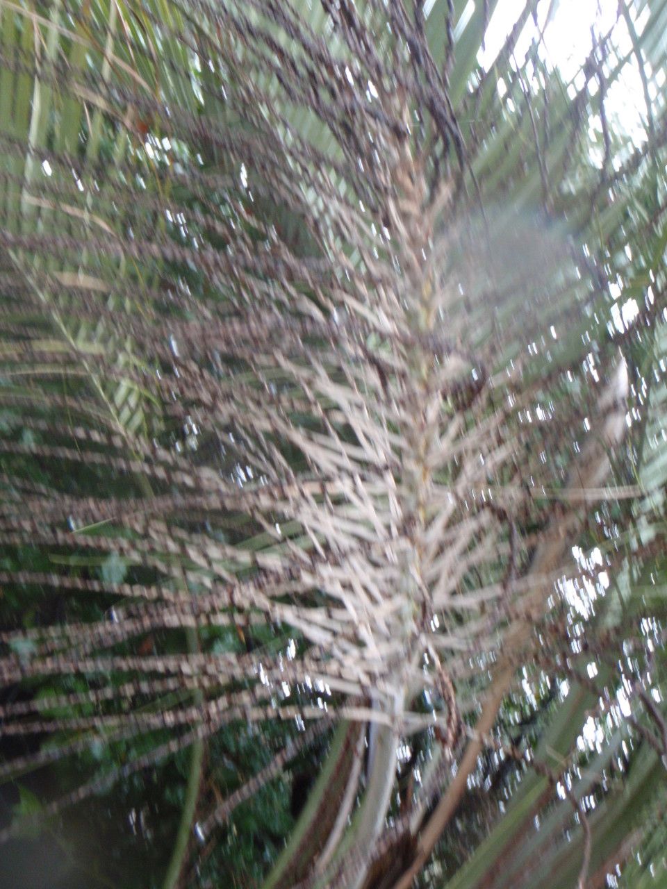 Butia odorata habit
