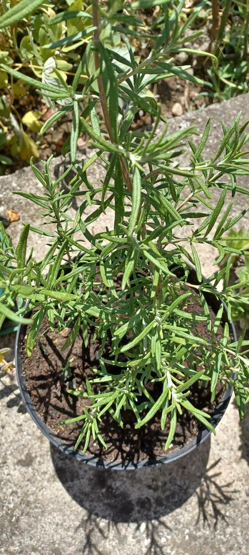 Trichostema parishii — houseplant care guide