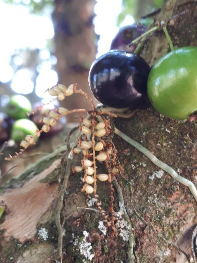 Campylocentrum grisebachii fruit