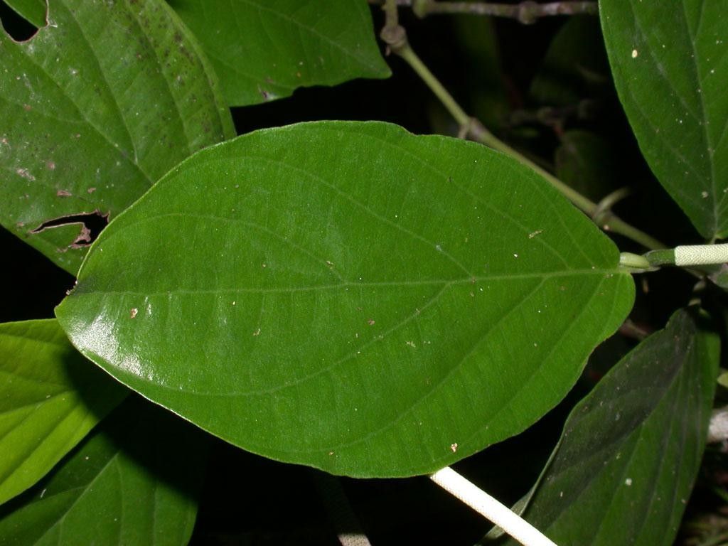 Piper silvivagum leaf