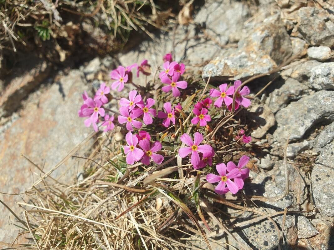 Androsace carnea — houseplant care guide