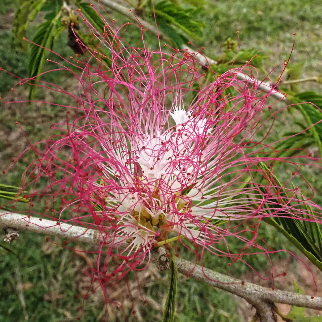 Calliandra riparia flower