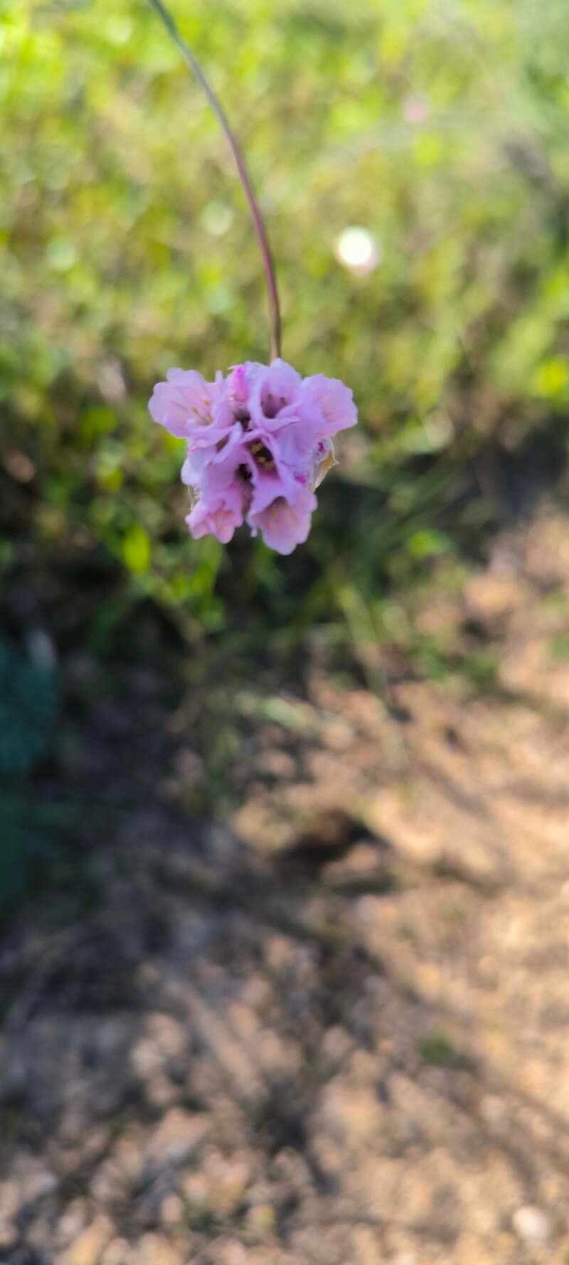 Armeria macrophylla — houseplant care guide