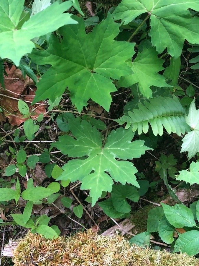 Hydrophyllum canadense leaf