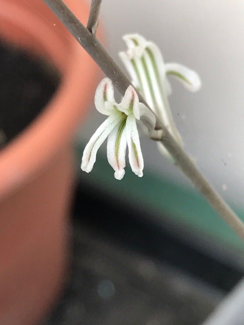 Haworthia reinwardtii flower