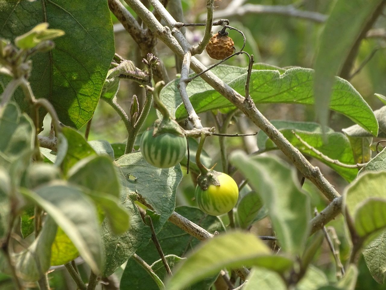 Solanum campylacanthum fruit