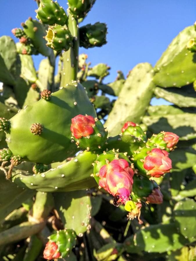 Nopalea cochenillifera flower