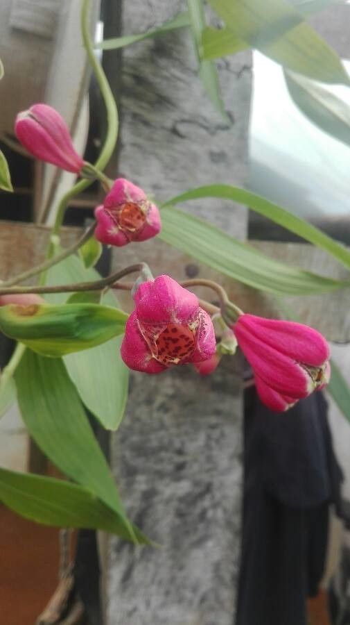 Bomarea obovata flower