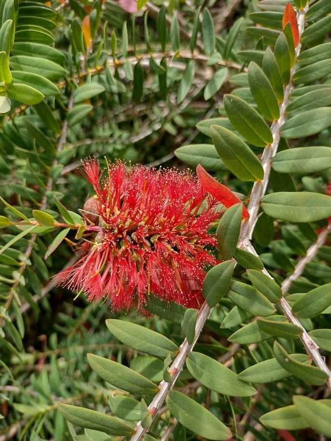 Melaleuca hypericifolia flower
