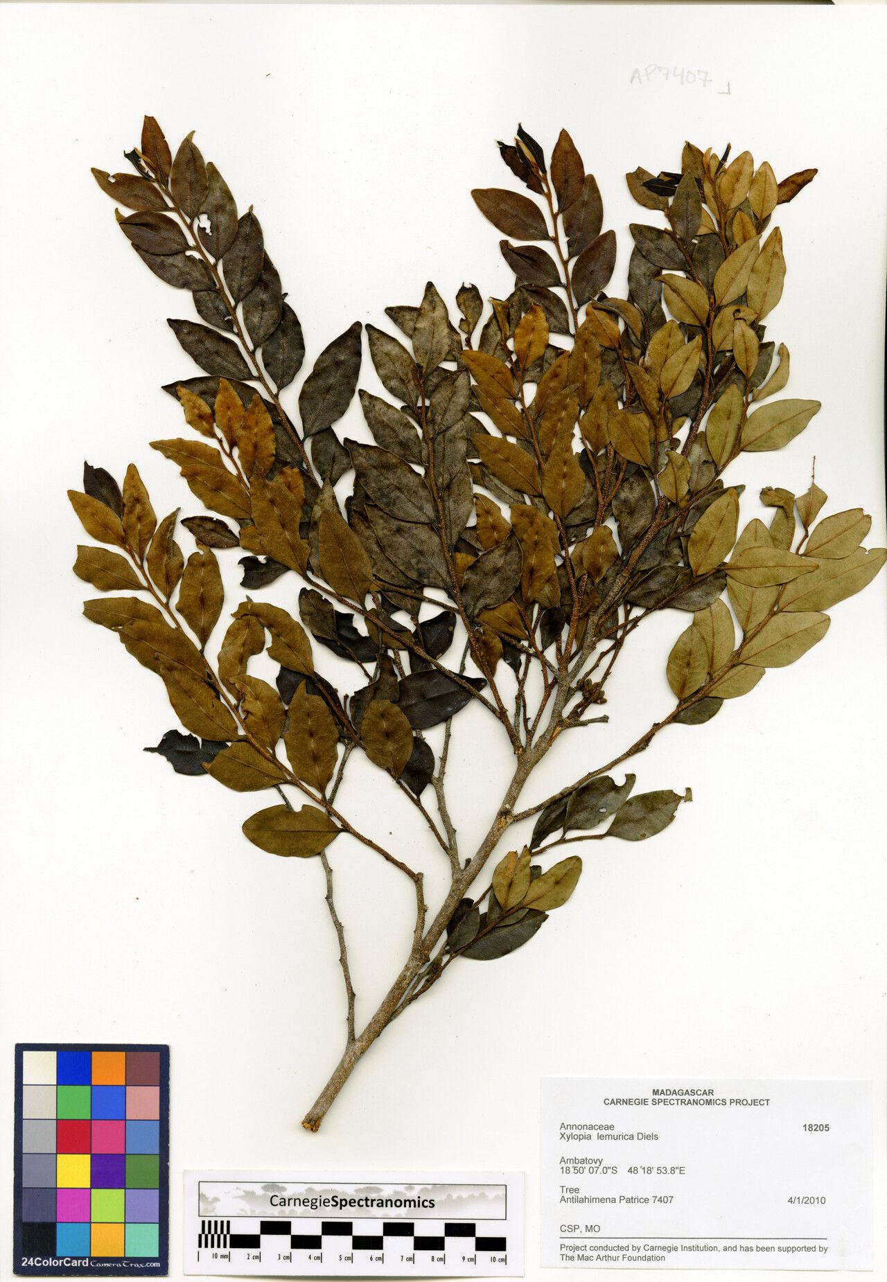 Xylopia lemurica — search result for 'Xylopia'