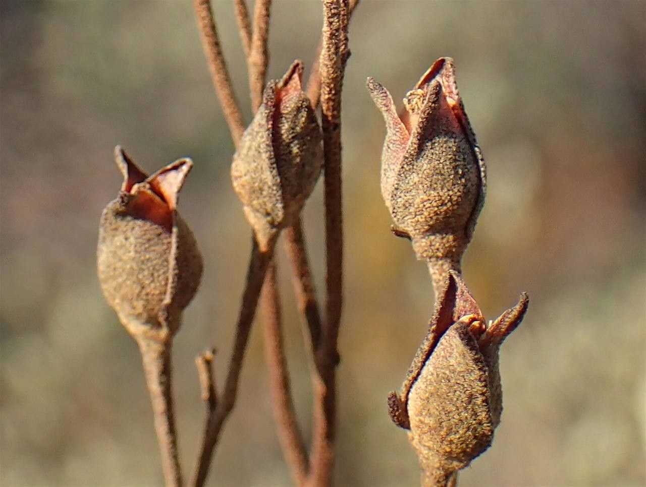 Cistus halimifolius fruit