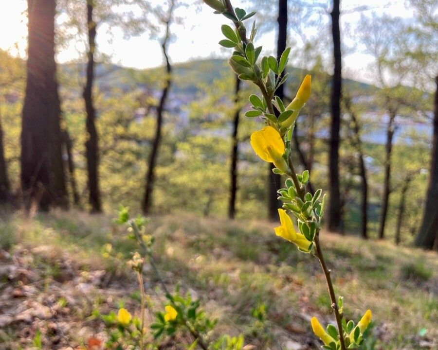 Cytisus ratisbonensis habit