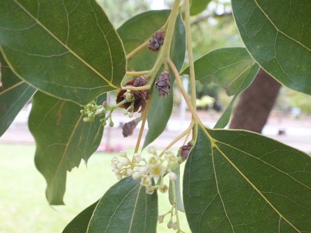Schleichera oleosa flower