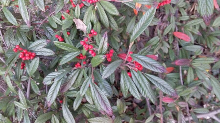 Cotoneaster salicifolius