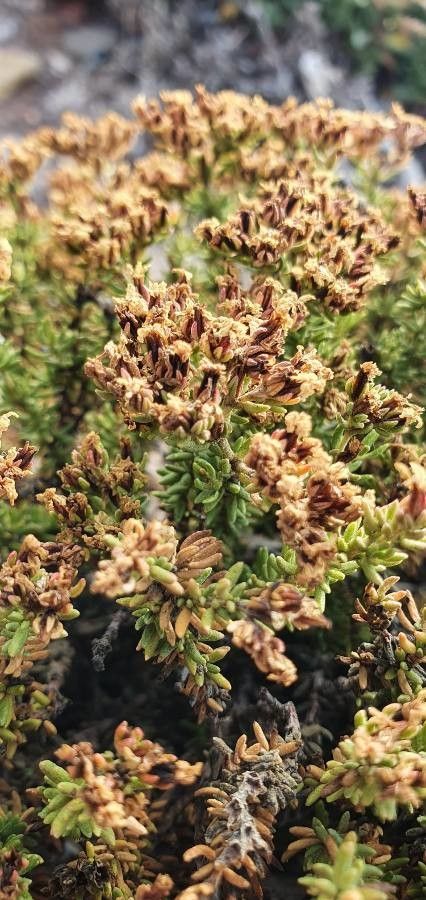 Frankenia corymbosa fruit