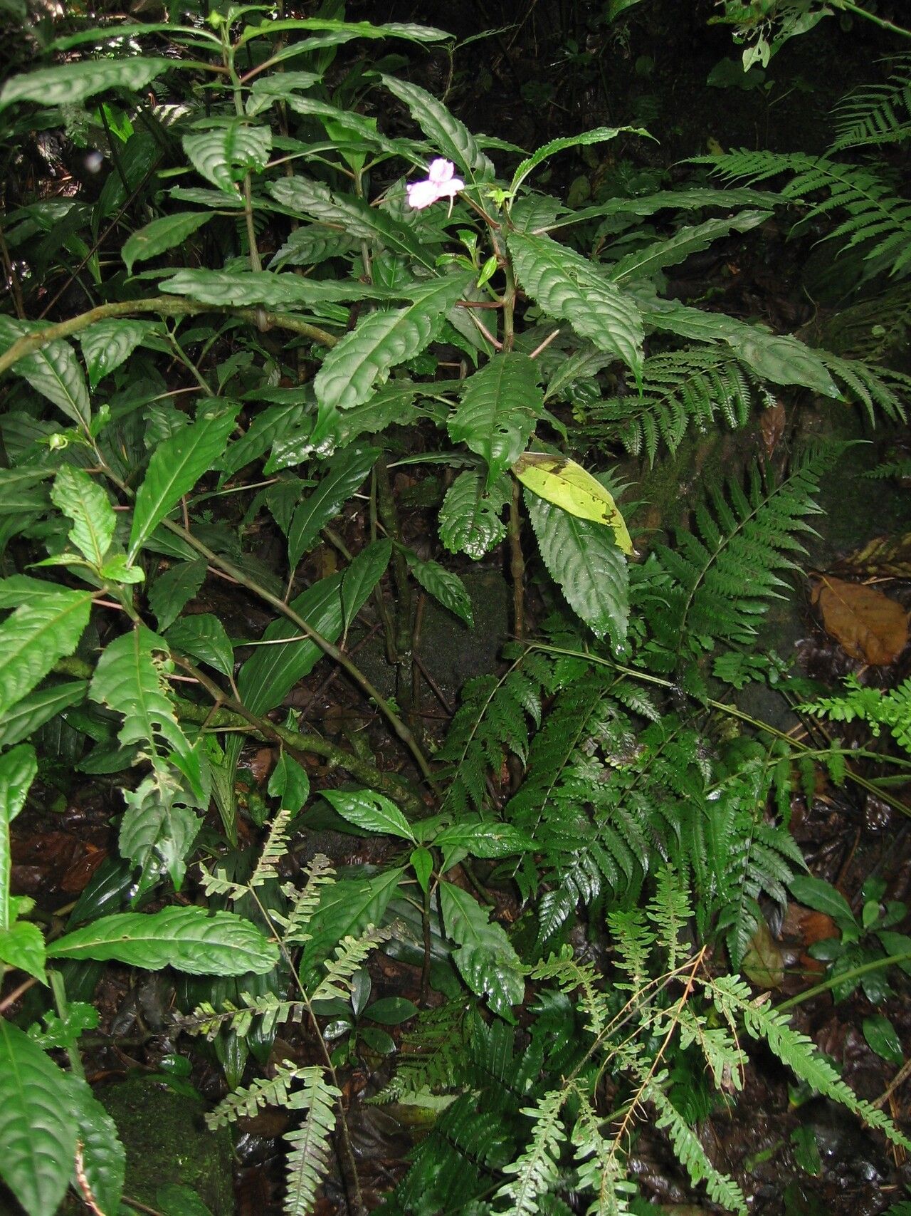 Impatiens kentrodonta habit