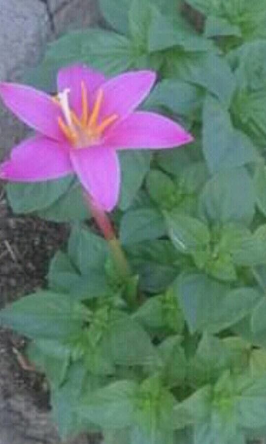 Zephyranthes Carinata