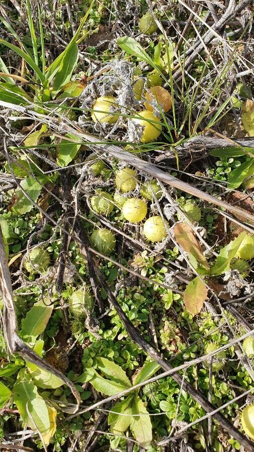 Cucumis myriocarpus fruit
