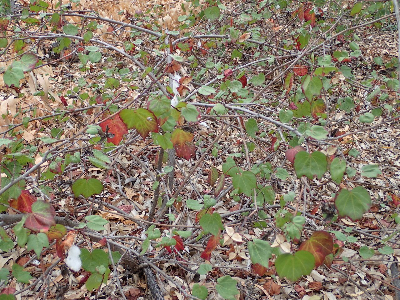 Gossypium sp.1 habit