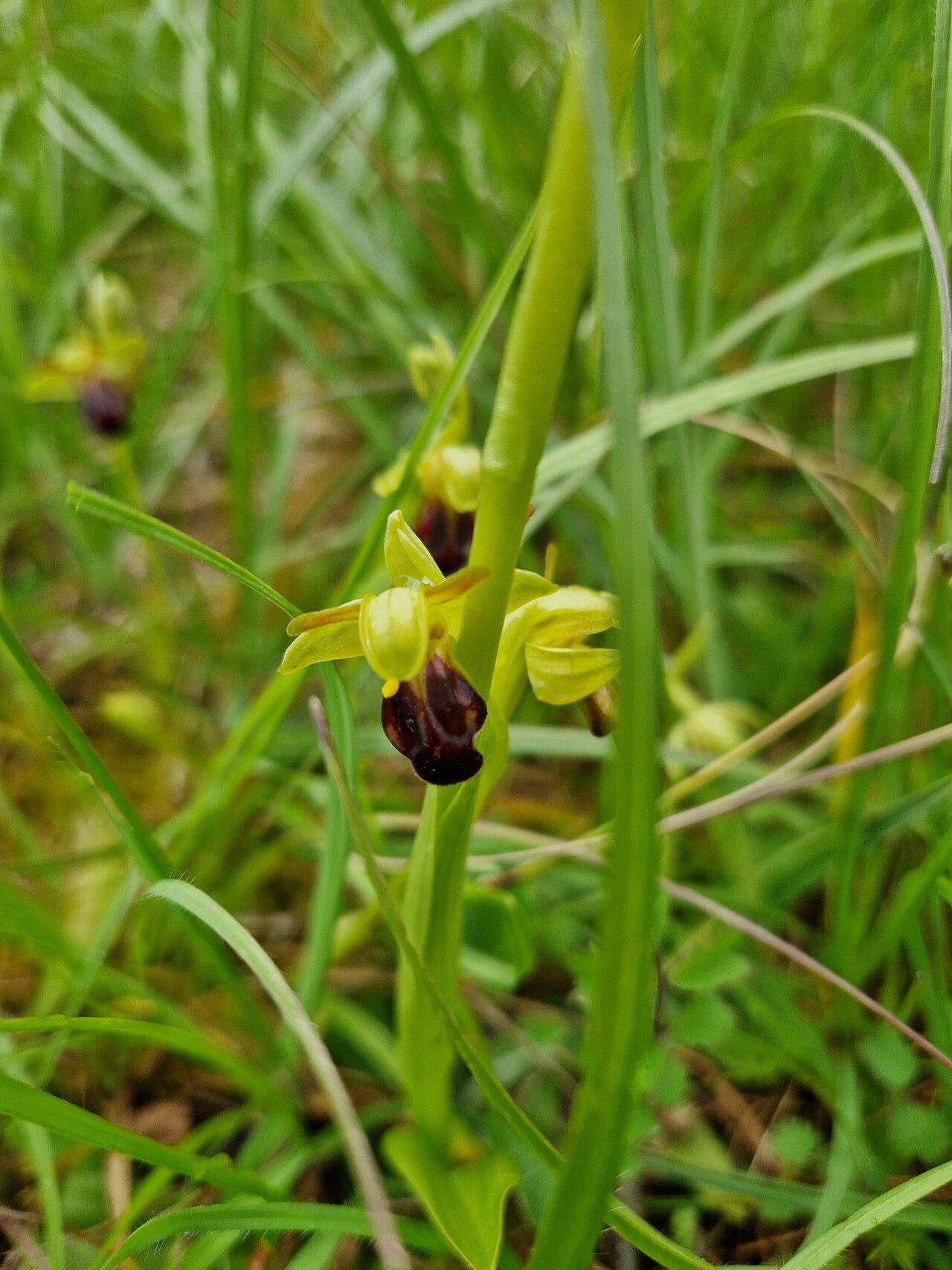 Ophrys funerea — houseplant care guide