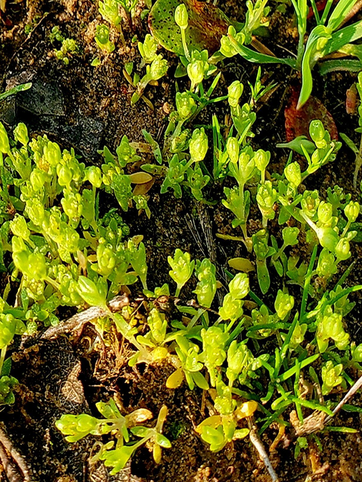 Mononeuria minima — related species from the same genus