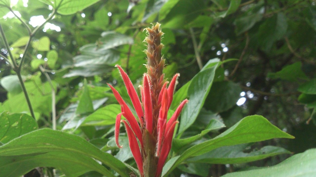 Aphelandra scabra flower