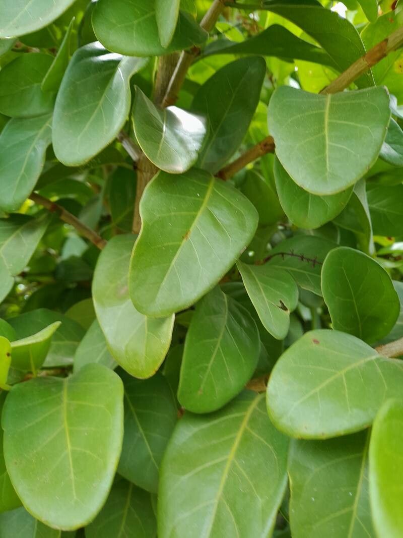 Coccoloba diversifolia — search result for 'Polygonaceae'