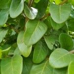 Coccoloba diversifolia