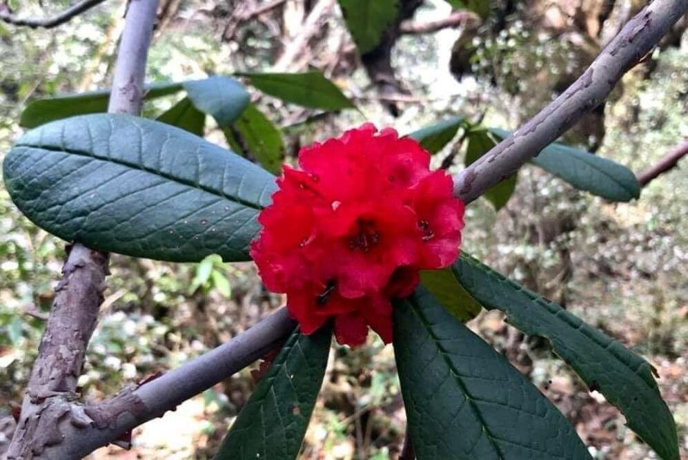 Rhododendron barbatum flower