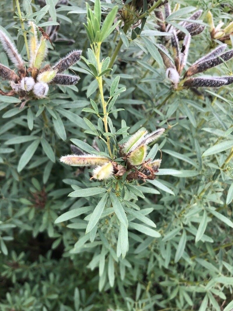Chamaecytisus austriacus — related species from the same genus