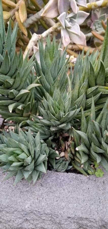 Haworthiopsis glauca leaf