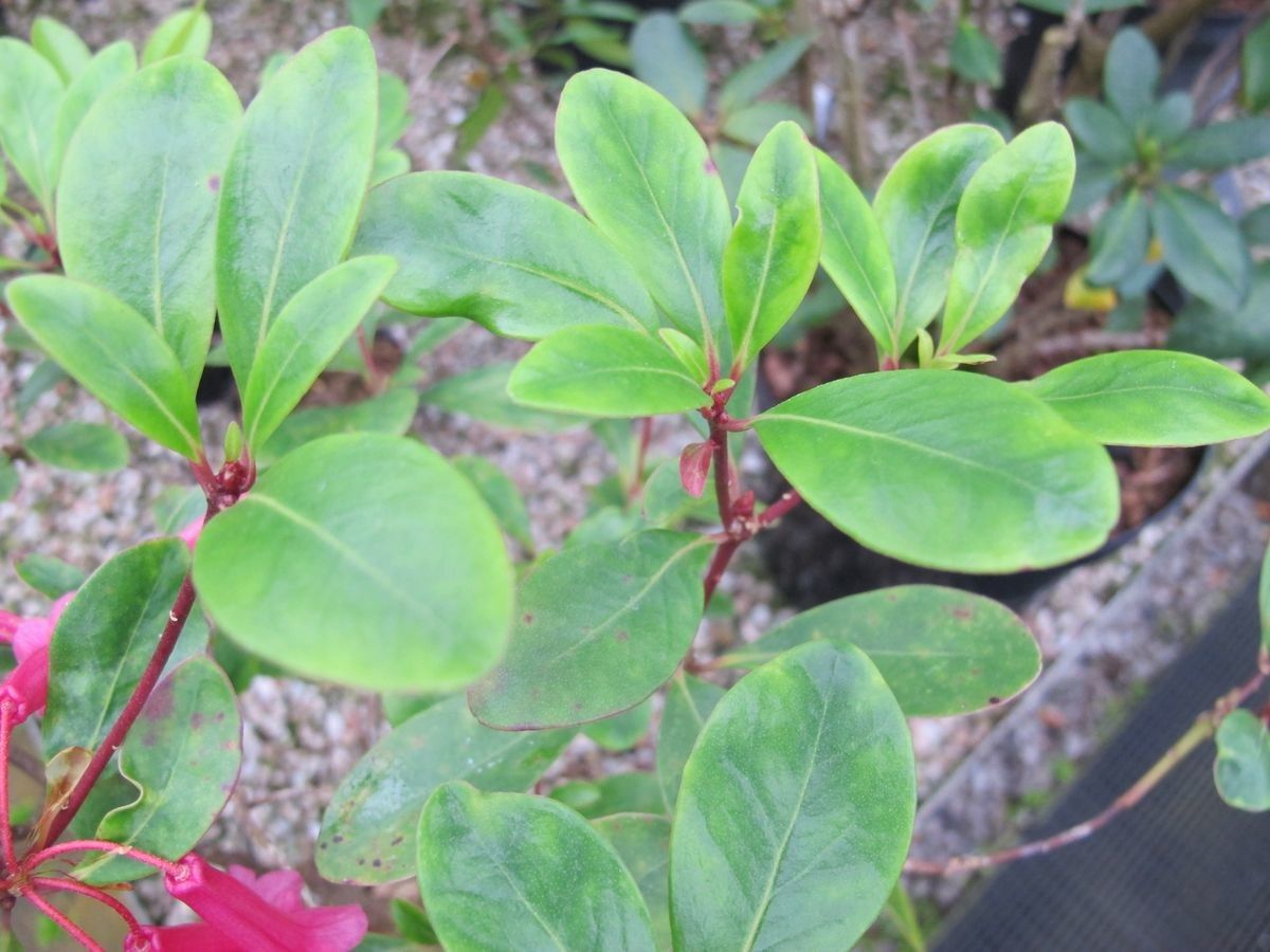 Rhododendron celebicum — houseplant care guide