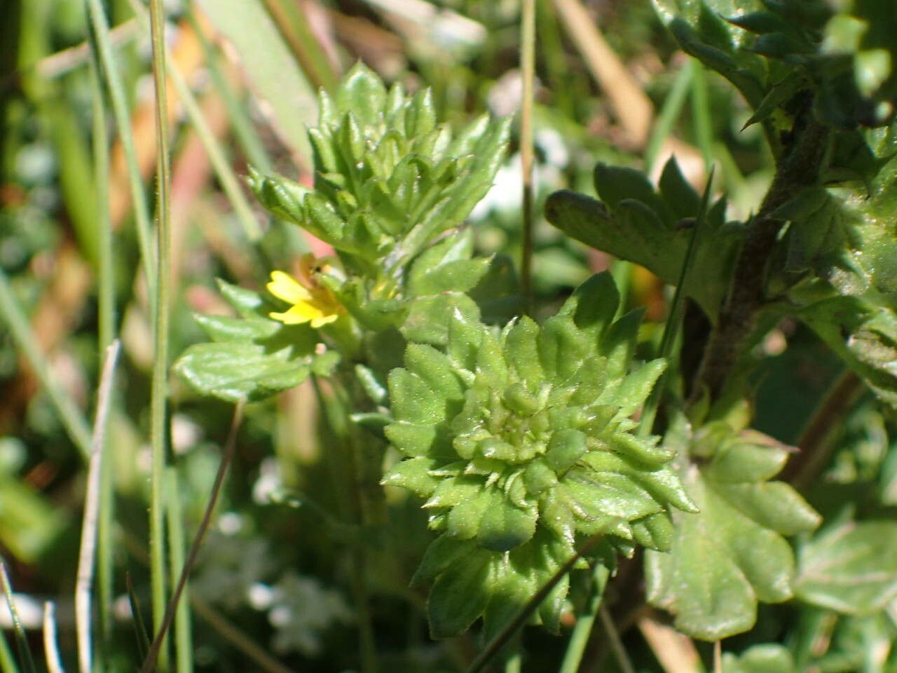 Euphrasia minima leaf