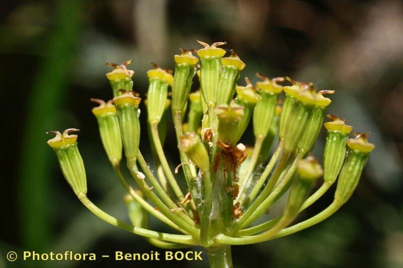 Thapsia transtagana fruit