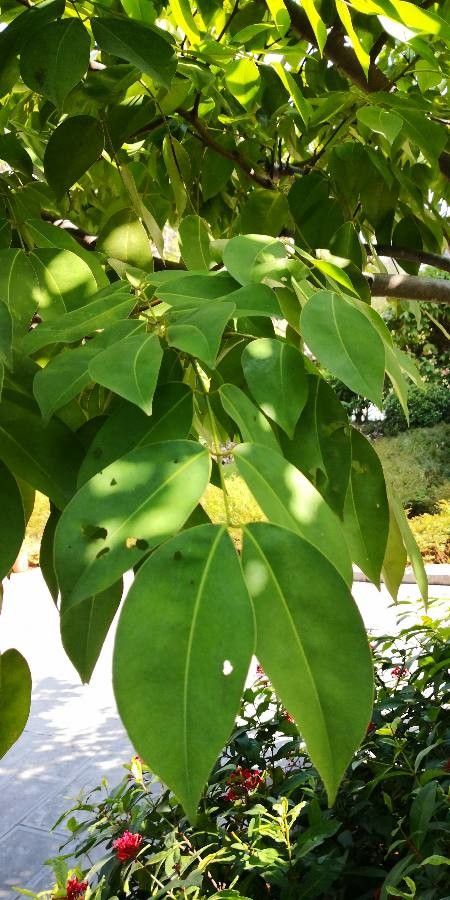 Sindora tonkinensis leaf