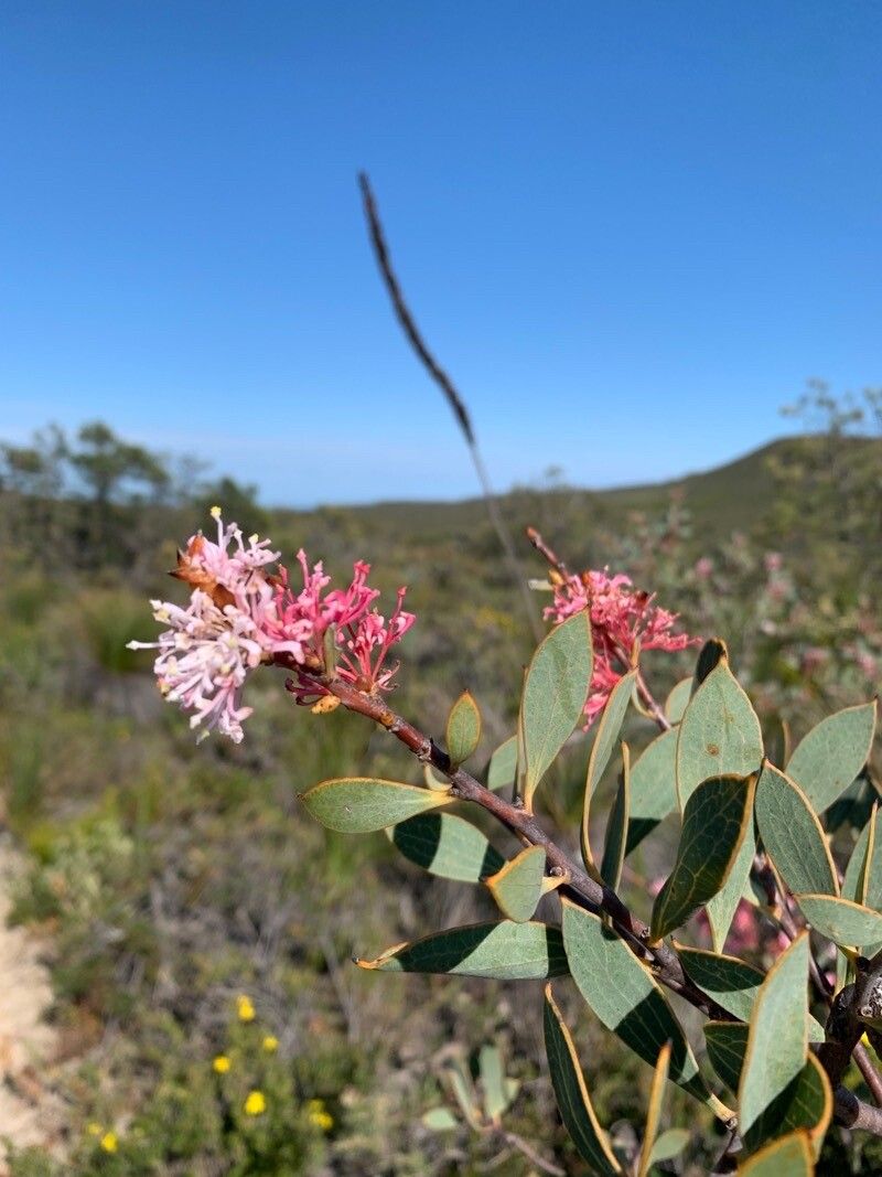 Hakea neurophylla flower