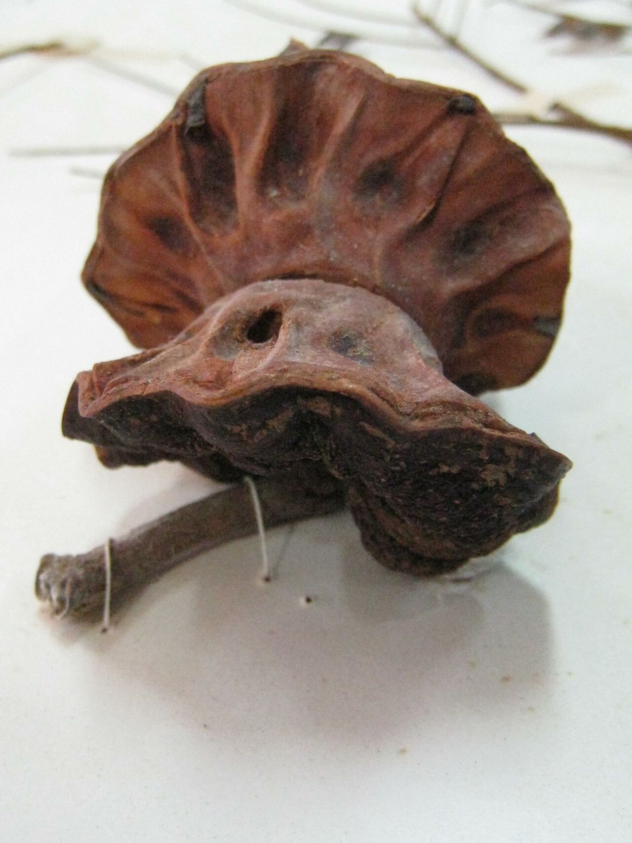 Jupunba curvicarpa fruit